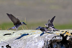 Purple Martin